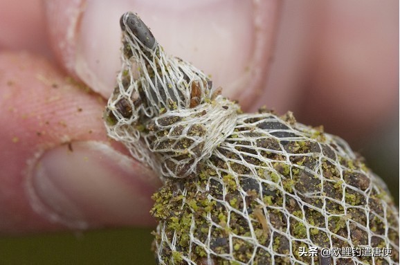 老外钓鱼打窝,老外打窝钓鱼视频大全
