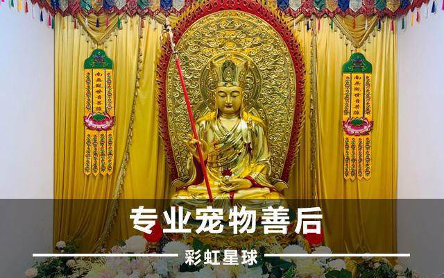 彩虹星球宠物去世了为什么要火化,彩虹星球关于宠物火化的知识科普