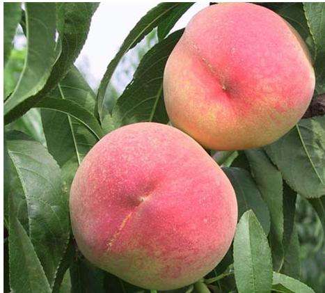 清华学霸讲数学全集,清华学生理综300分