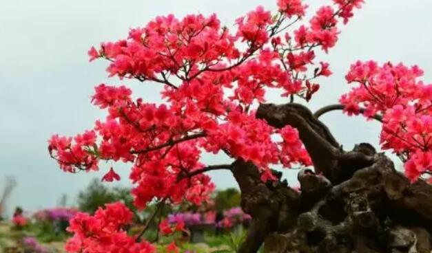 【春游庐江攻略】春暖花开庐江邀您共赴一场灼灼芳华之旅!