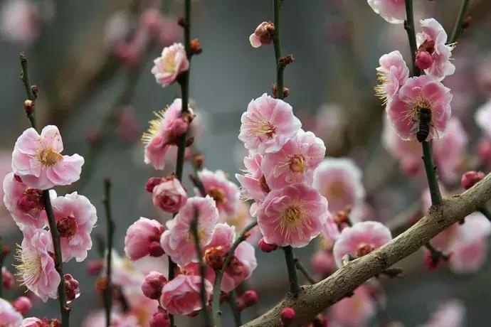 100种百花图谱大全,好书推荐快来领取你的宝藏书单