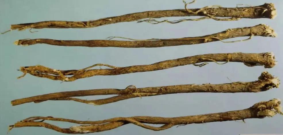 黄芪15克仙鹤草10克泡水喝作用,经常喝黄芪煮水有什么好处