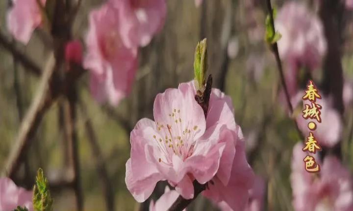 长春百花园游玩攻略,长春的百花园冬天的景色
