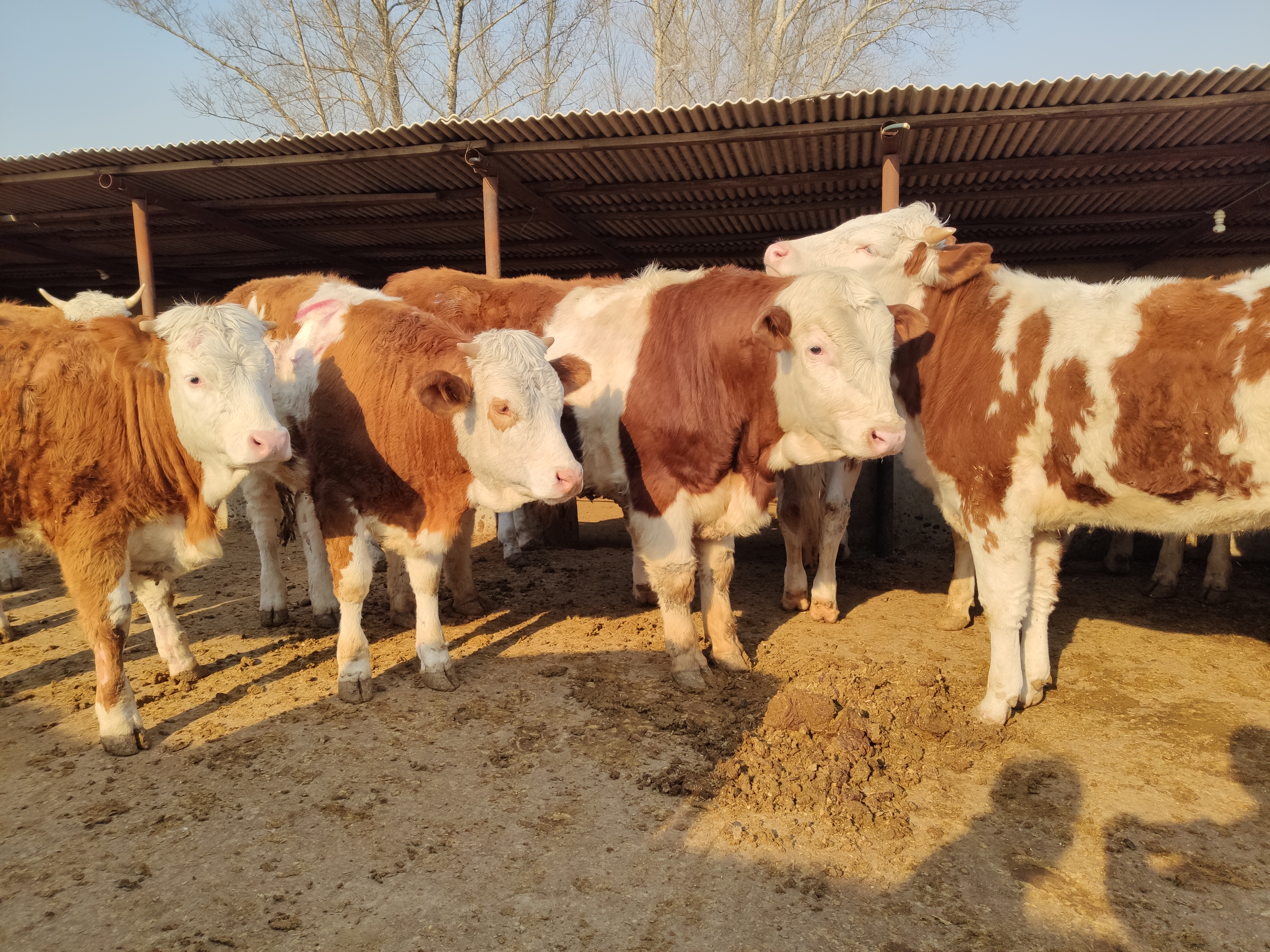 怎么预防母牛胎衣不下,母牛弱胎怎么解决