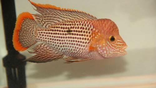 南美慈鲷,慈鲷有黑色的吗