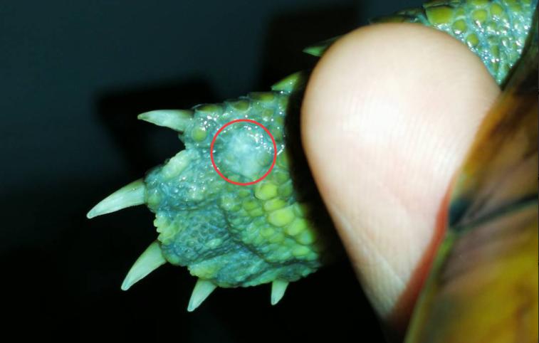 水龟腐皮怎么治,水龟腐甲最有效方法