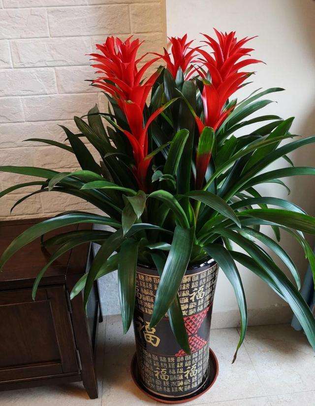 家里的花别瞎养5种招财开运花,室内放什么花转运