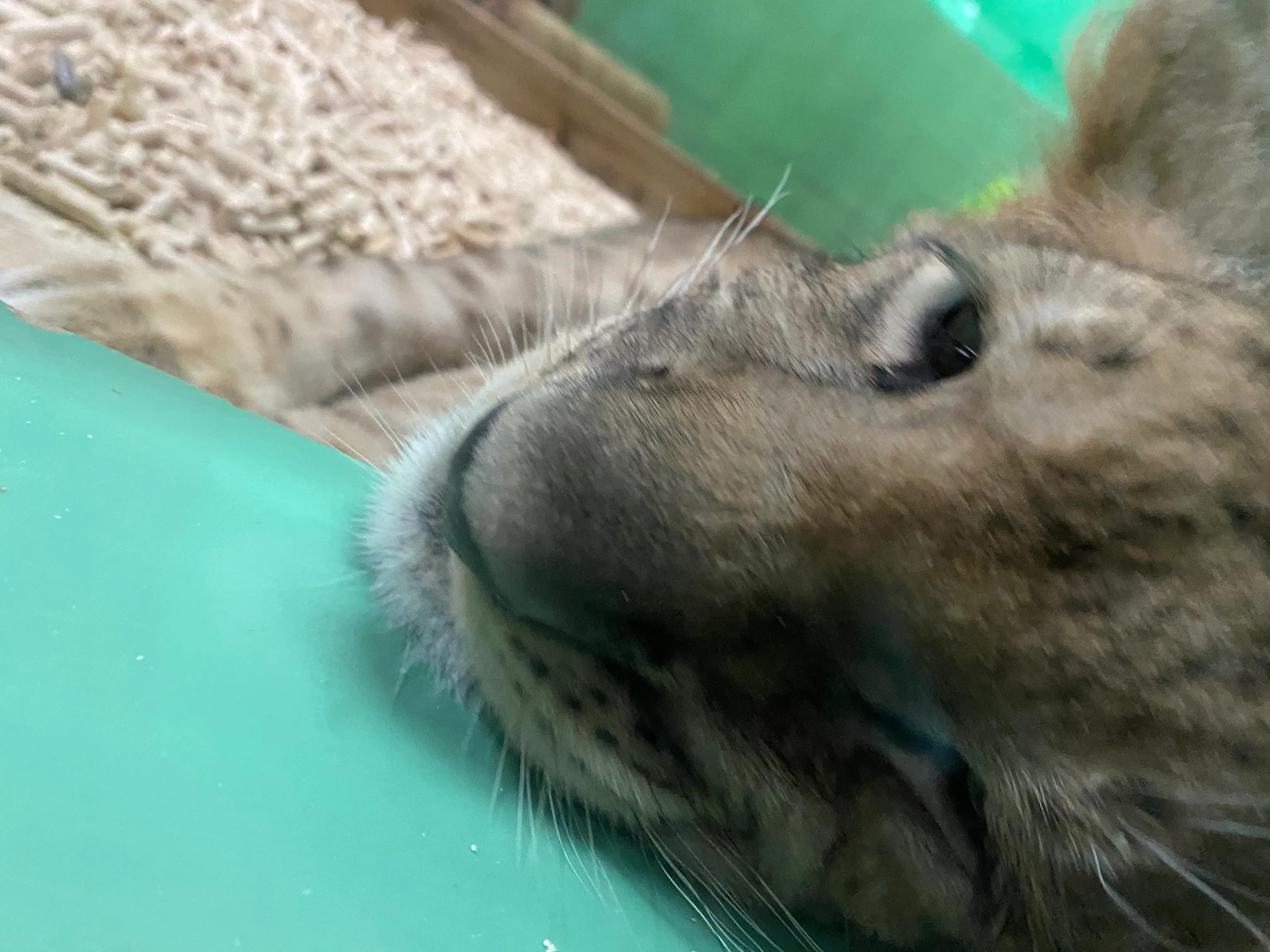 长隆野生动物园门票儿童免票吗,长隆野生动物园自驾游