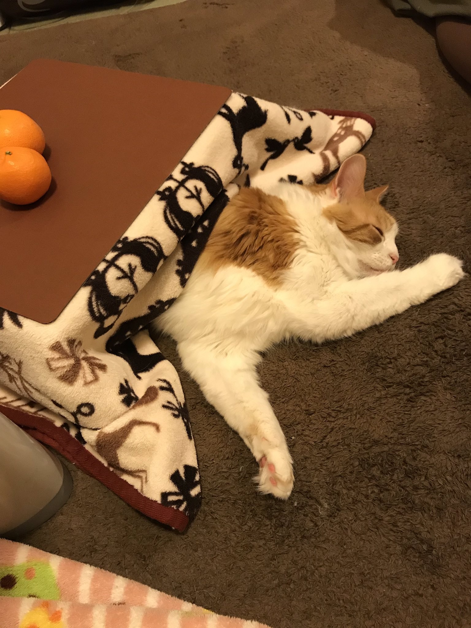 日本网店出奇招拉生意，橘子箱可变成猫用被炉，引得猫奴买箱还橘