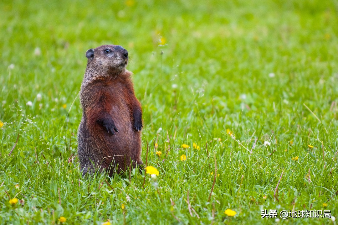 1905年东北鼠疫是如何控制的,熟悉1910年的东北鼠疫事件