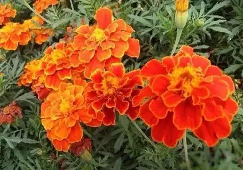 各国国花展示视频,各国国旗国徽国花