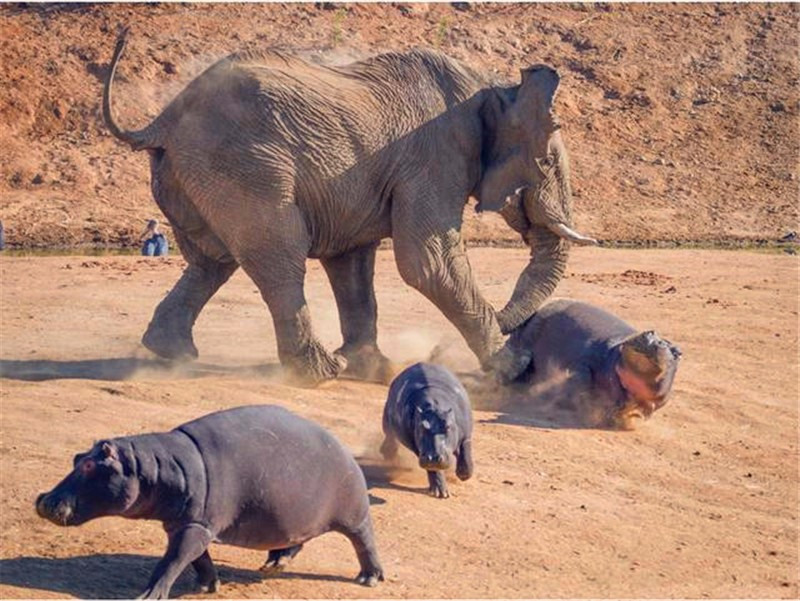 顶翻狮子、口撕鳄鱼的河马，到底有多恐怖？非洲只有一物能制服它