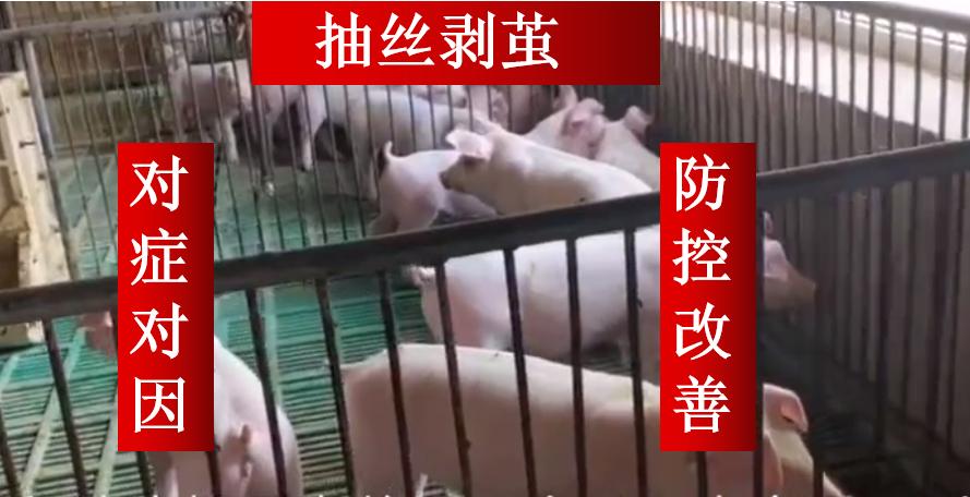 猪咳嗽气喘是怎么处理的?抽丝剥茧寻诱因,对症对应防控是关键