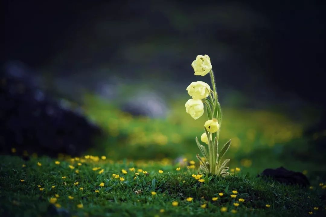 一座比珠穆朗玛峰还难登的雪山,有一座山比珠穆朗玛峰还要高