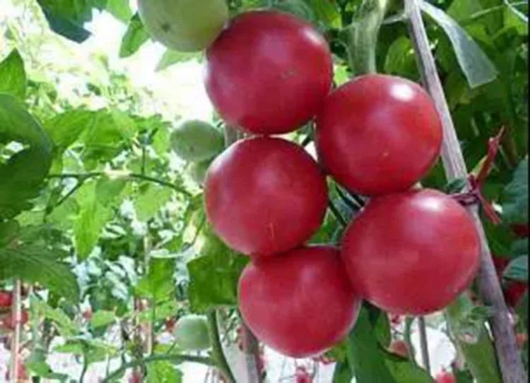 植保防治技术有哪些,苗子易徒长应该怎么控旺