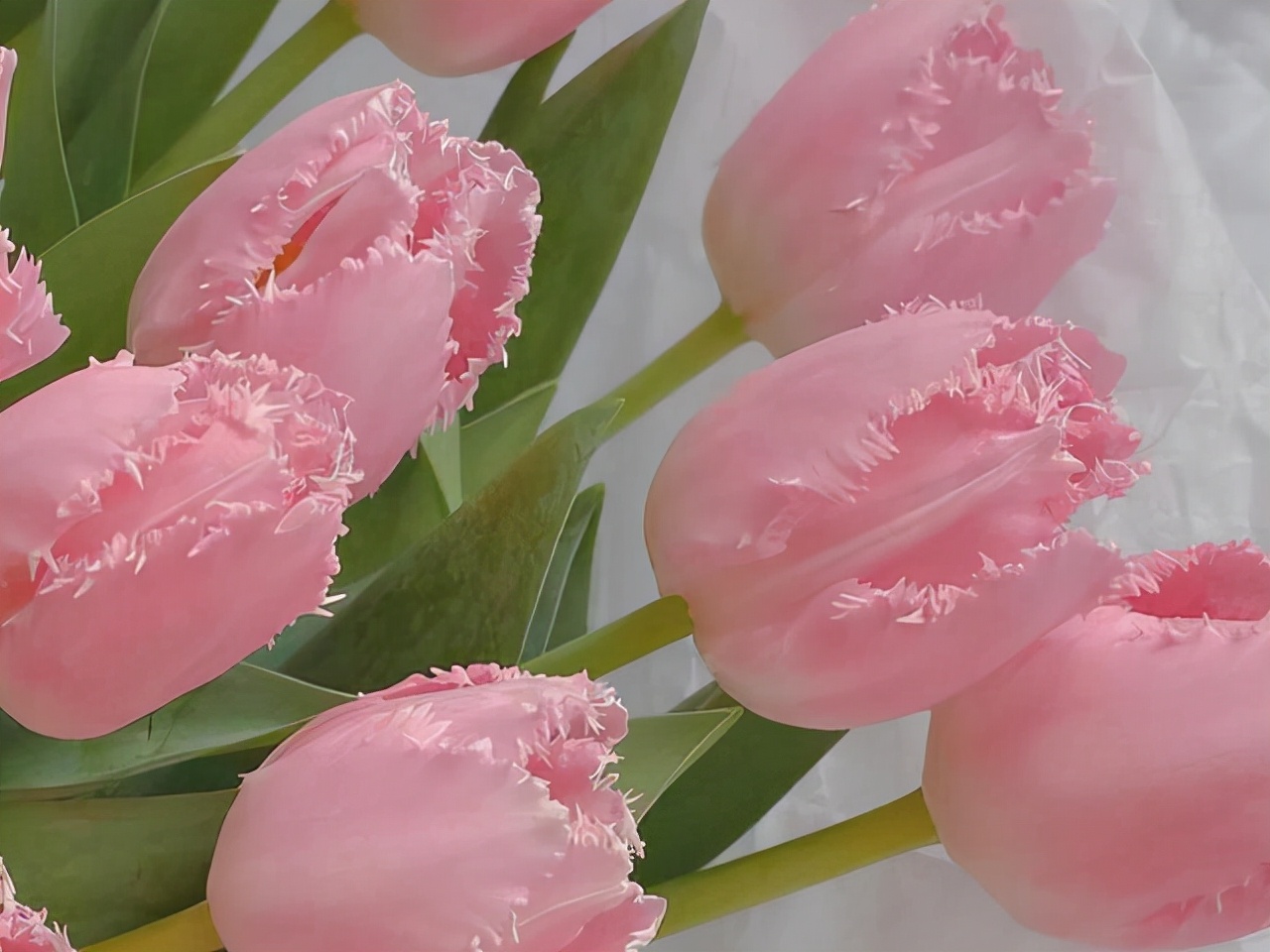 非常强势一般人驾驭不了的星座,脾气倔强很难劝得住的两大星座