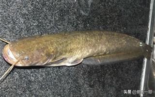 野钓鲶鱼技巧教学,新手钓鱼钓鲶鱼技巧图解