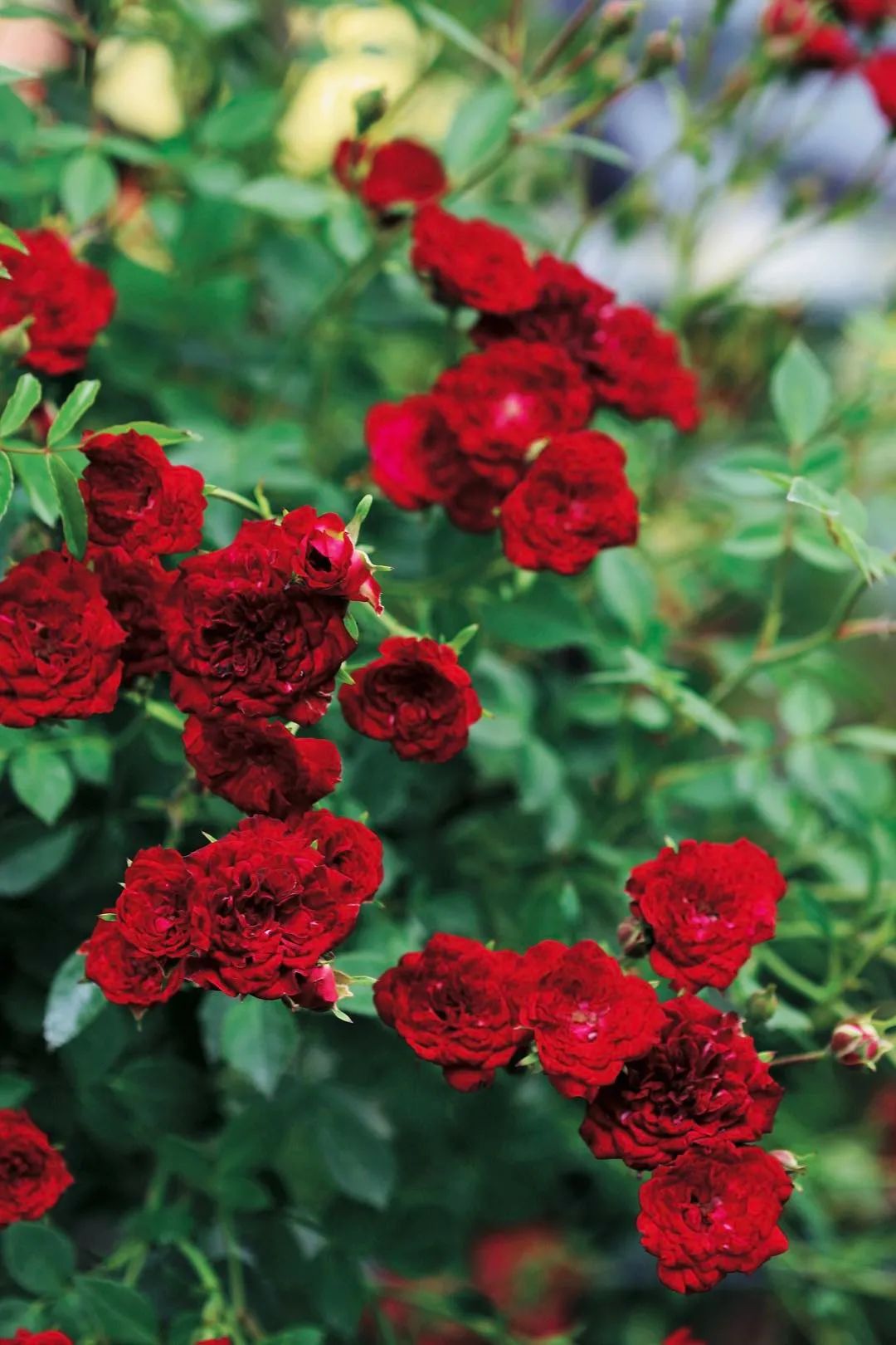 夏季月季怎么施肥,月季夏季要遮阳吗