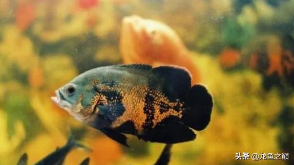 龙鱼喜欢打架,龙鱼混养虎鱼打架