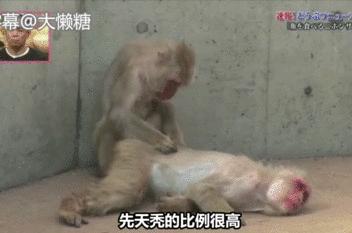 绉冨ご鐚村瓙鍚冮奔,鏃ユ湰鐚村瓙绉冨ご鍚冮潚鑺遍奔