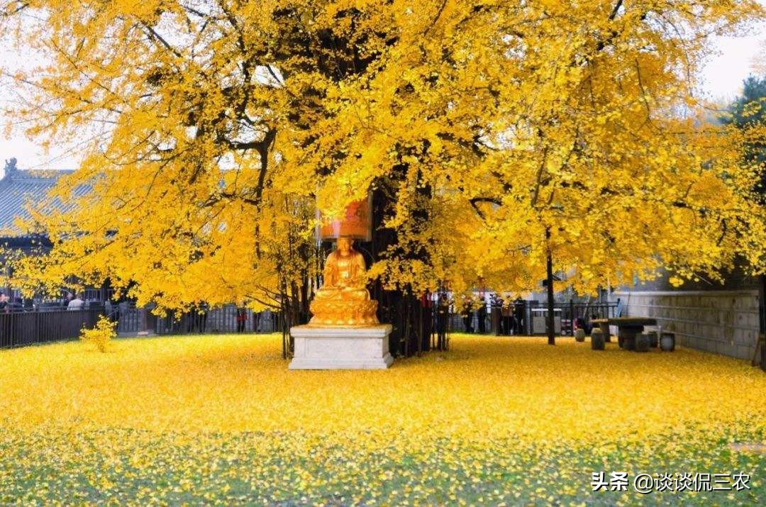 长了几十年的银杏树跌下神坛,银杏为何一跌再跌