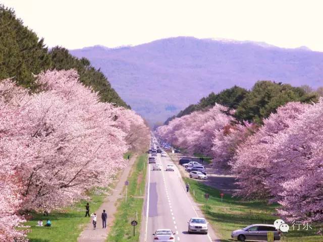 北海道赏樱住宿,北海道赏樱手册