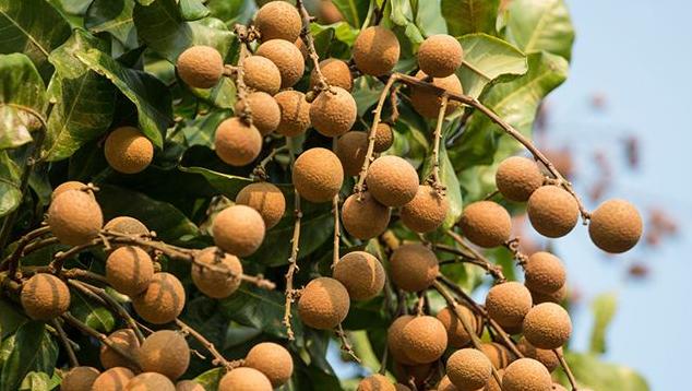 在农村创业赚钱项目是什么,藏在农村暴利小生意