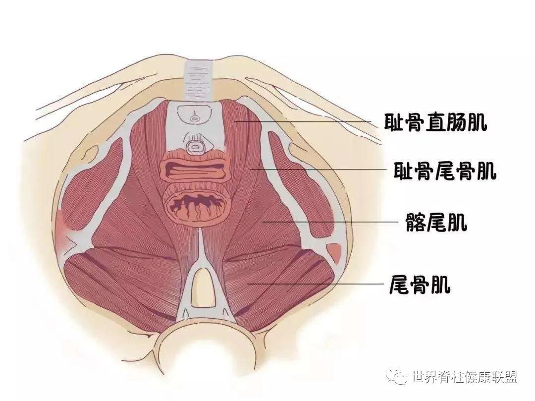 “啪啪啪”的玄机，原来在这块肌肉上
