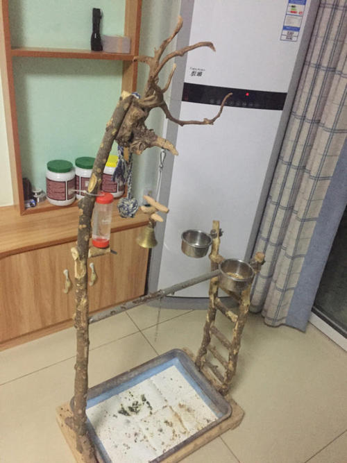 手养鸟和笼养鸟繁殖,手养鹦鹉跟笼养的区别