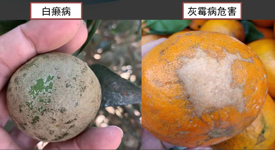 柑橘白癞病阴蔽果园频发，与其他花皮果如何区分？该如何防治？