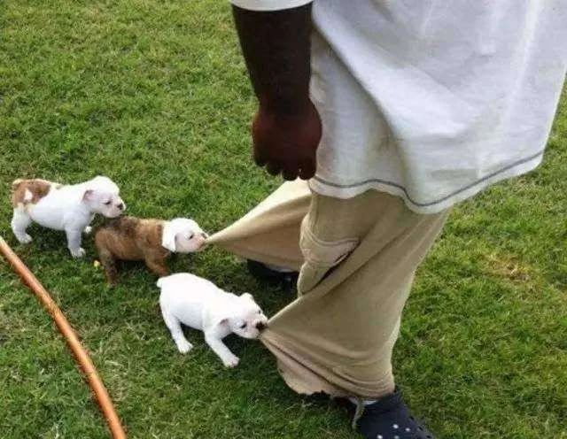 当狗狗吃醋时的表现,狗狗吃醋时会有什么表现