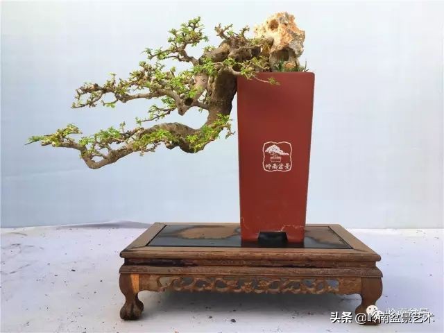 鎺㈡灊妞嶇墿,鎺㈡灊