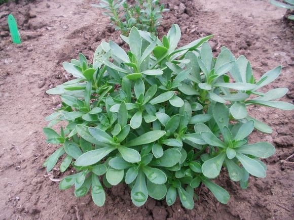 以前老人都知道它是“救心菜”,如今认识的人不多,可惜了