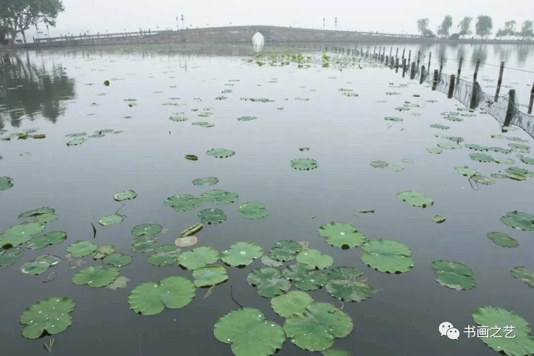 有芒的麦子和无芒的麦子,有芒刺的稻子