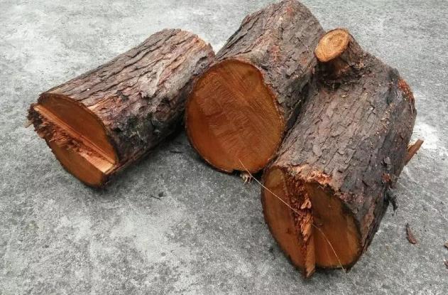 香椿树百木之王的由来,千树之王的故事对话