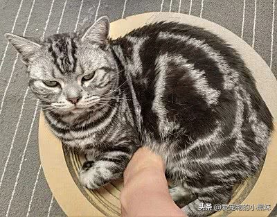 分享养猫咪日常生活习惯的铲屎官,铲屎官诱骗猫咪多喝水的7大招术