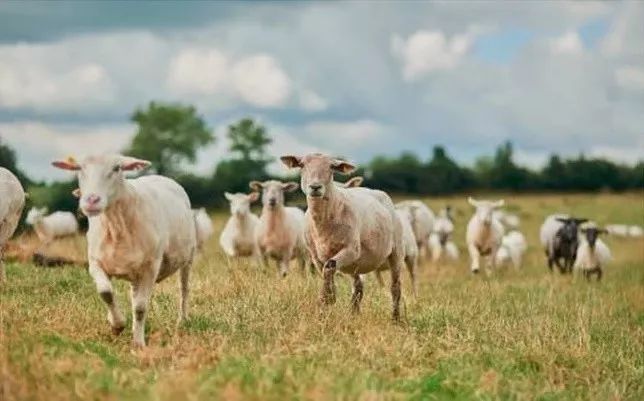 羊绒围巾的秘密，你还不知道吗？