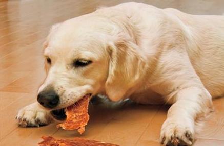 狗狗嘴臭在家怎样清洗,狗狗嘴臭吃什么药可以治