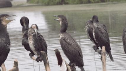 央视高清视频：东台品鲜
