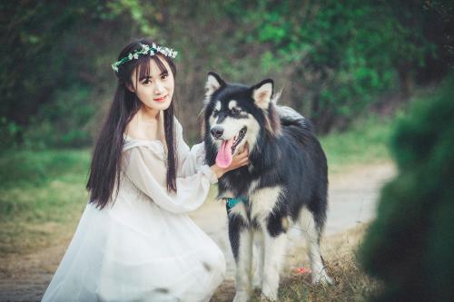 养阿拉斯加的好处,养阿拉斯加有钱