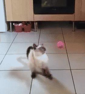 暹罗糊了是不是就不会白回来了,怎么看暹罗长大不会糊