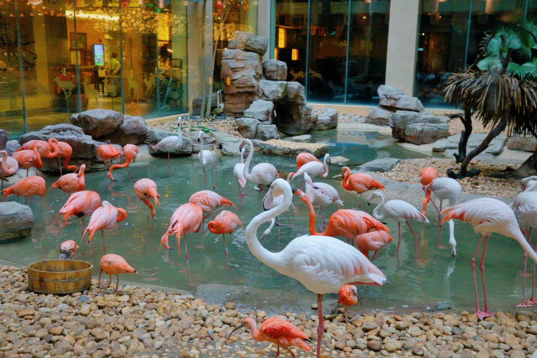 万圣节想搞搞新意思？来长隆酒店白虎自助餐厅