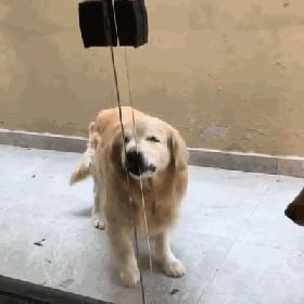 什么样才算纯种狗？纯种狗是怎么培育出来的？