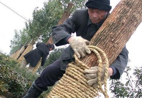 大树缠草绳的正确方法,大树根缠草绳的正确方法