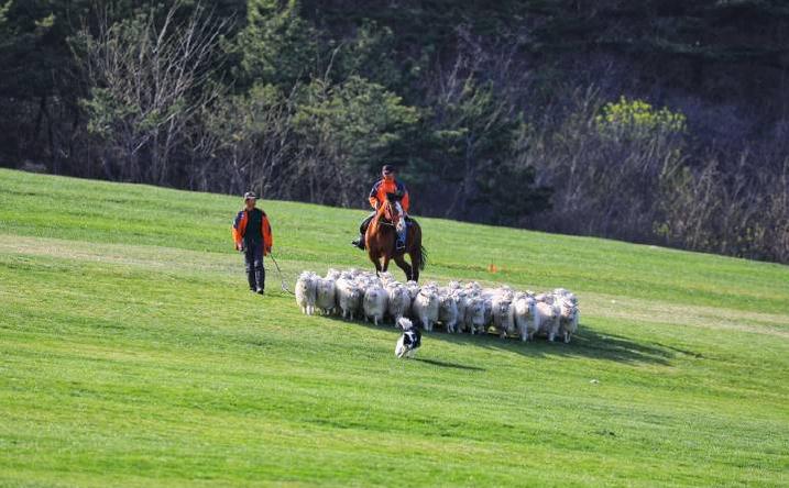 超长记录亲子牧场一日游,暑期草原亲子游攻略