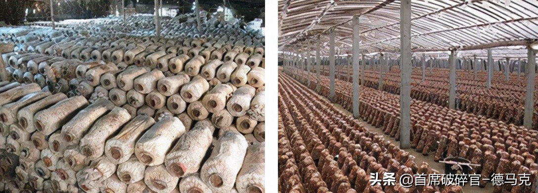 回收旧木材能干什么,回收旧木材如何赚钱