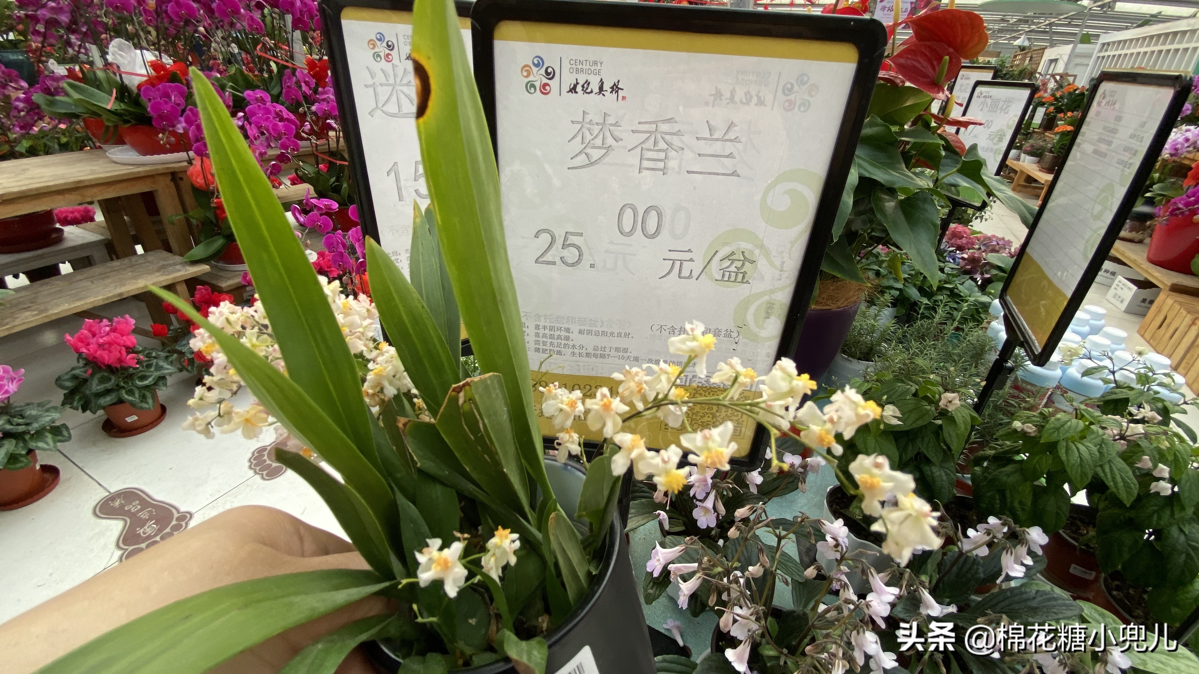 北京南四环花卉绿植批发市场,北京开一家鲜花店