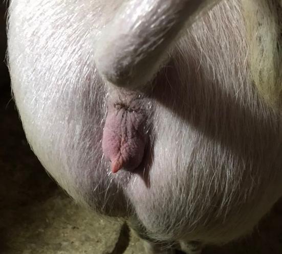 母猪配种20天排白东西咋回事？母猪配种后还流白色粘稠物正常吗？