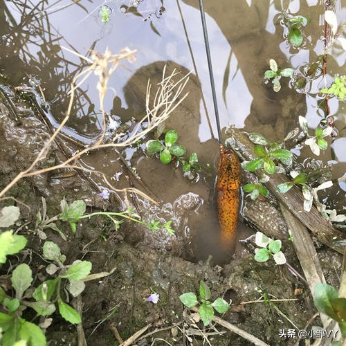 钓黄鳝老是脱钩什么原因,怎样钓黄鳝上钩快且不会脱钩
