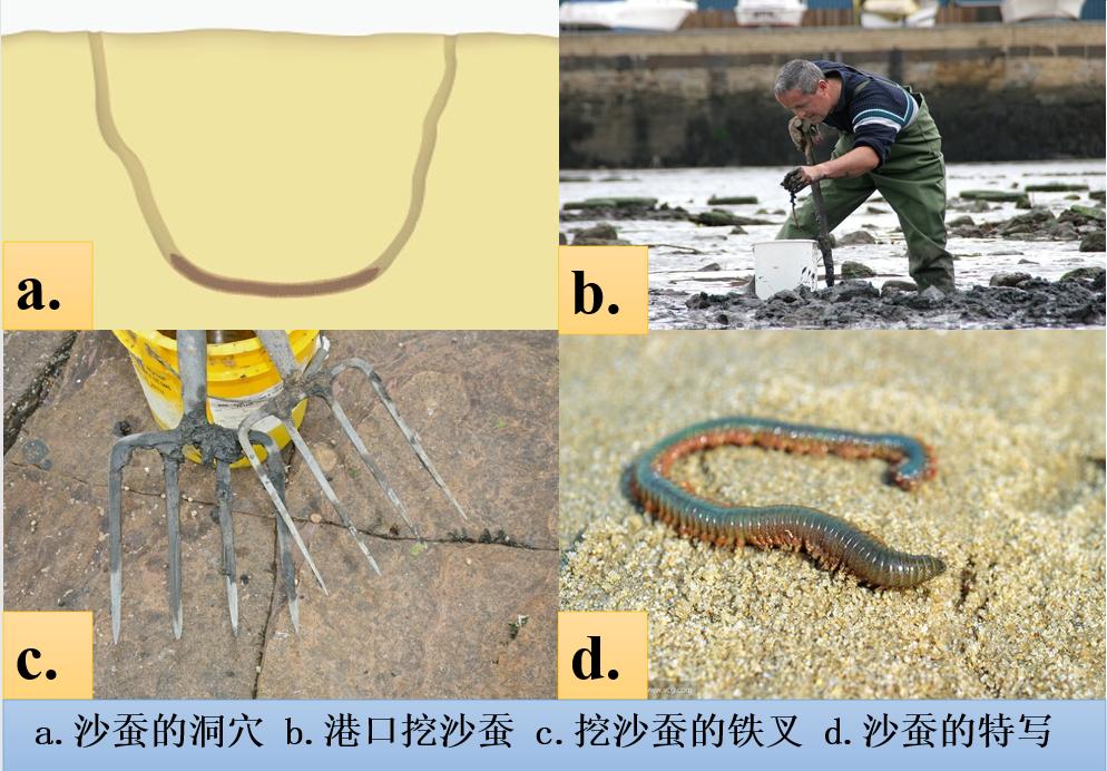 沙蚕假饵钓法视频,沙蚕海水养殖方法